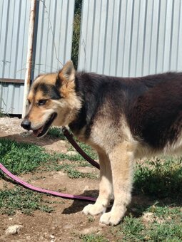 Darujem chlpatú sučku zachránenú z reťaze - ovčiak / husky - 3