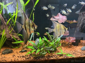 Altum Inirida F1, 4 kusy, z toho jeden pár - 3