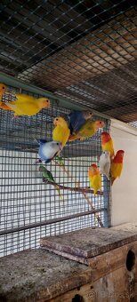 Agapornis ružovohrdly opalin - 3