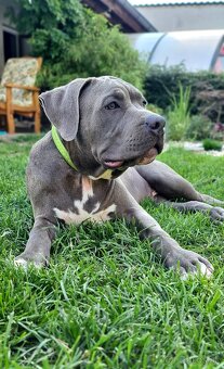 Pejsek American bully XL s PP - 3