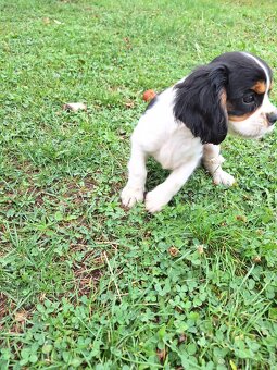 Cavalier King Charles Španiel - 3