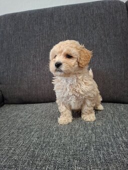 Maltipoo - 3