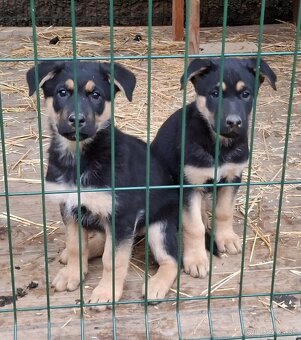 Nemecký ovčiak šteniatka - 3