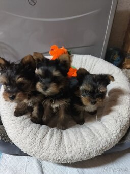 Yorkshirsky teriér - 3