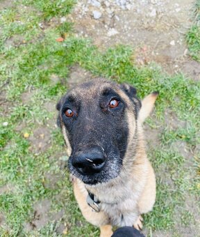 Belgický ovčiak - 3