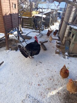 Moriak bronzový - 3