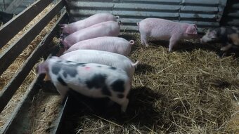 Predám odstavčata 25kg - 3