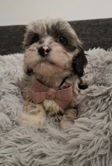 Maltipoo,maltipo - 3