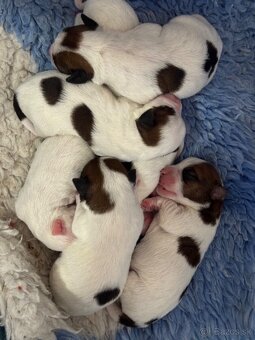 Jack Russell teriér - 3