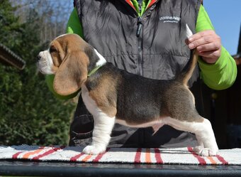 Bigel, bigl, beagle s PP - 3