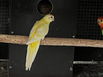 Papagaje spevave - 3
