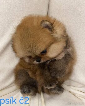 Pomeranian mini - 3