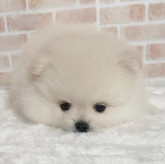 Pomeranian chlapček - 3