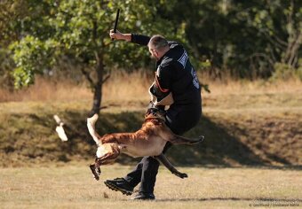 Belgický ovčiak malinois - 3