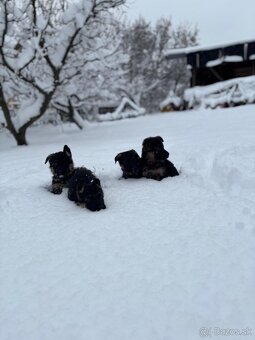 Nemecký ovčiak - 3