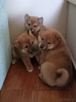 Predám šteniatka Shiba inu - 3