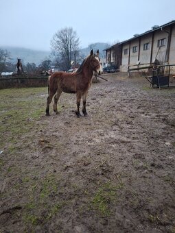 Predam tazne zriebata - 3