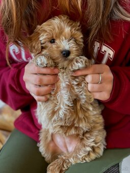 Predám luxusné šteniatko maltipoo mini fenku - 3