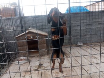 Predám psa slovenský kopov - 3