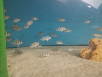 Cyphotilapia Frontoza Burundi - 3