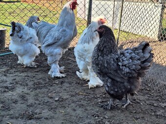 Predám levander kohúta brahman spolu s modrou sliepkou - 3