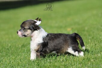 Čínský chocholatý pes - powderpuff male - 3