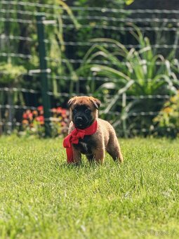 Belgický ovčiak malinois s PP - 3