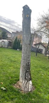 Orechové drevo - 3 ks (kmene) - 3