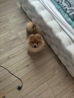 Pomeranian - 3