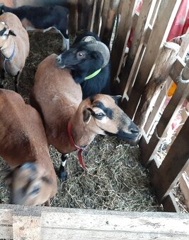 Predám kamerúnskeho barana - 3