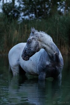 Všestranný Appaloosa na predaj - 3