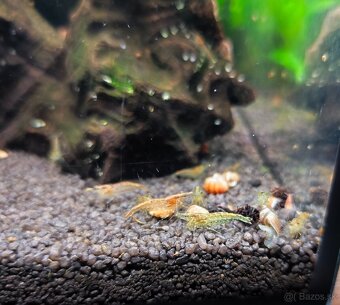 Krevetky neocaridina - 3