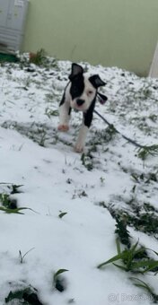 Predám Američan Bull xl - 3