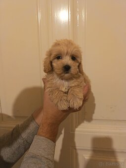 Maltipoo fenka / chalpec - 3