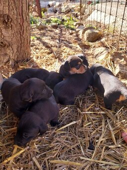 Šteniatka jazvečìka dlhosrstého - 3