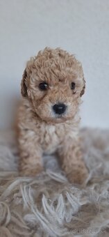 Trpaslíči pudel pudlik - 3