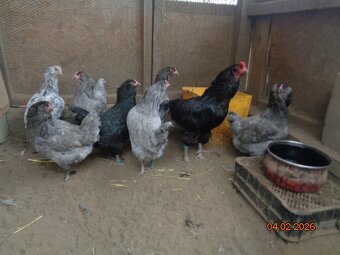 Ameraucana-násadové vajcia - 3