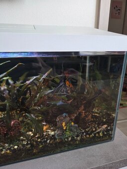 Predám akvárium aj s rybickami - 3