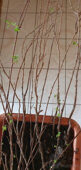 Turkestánsky brest - Ulmus pumila - 3