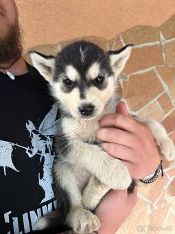 Sibírsky husky - Šteniatka - 3