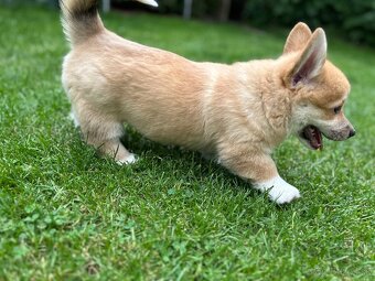 Psík plemena Welsh Corgi Pembroke - 3