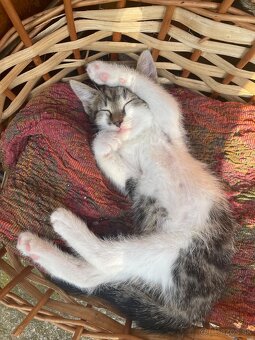 1/2 Mainská mývalia mačka/kocúr (Maine Coon) - 3