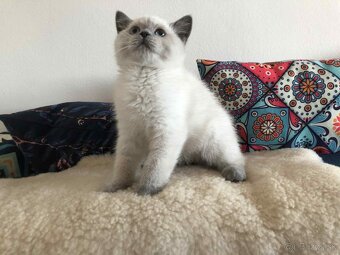 Krásne britské mačiatka - 3