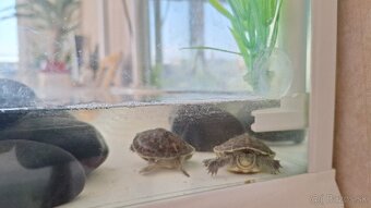 Korytnačky a akvárium - 3