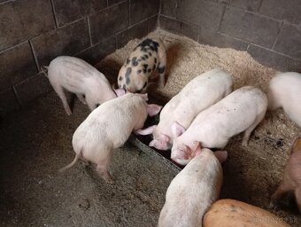 Predám odstavčata ošípané - 3