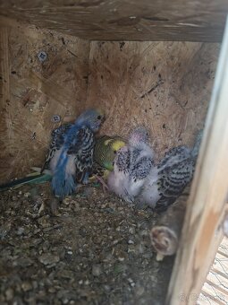 Predám mix papagajov - 3