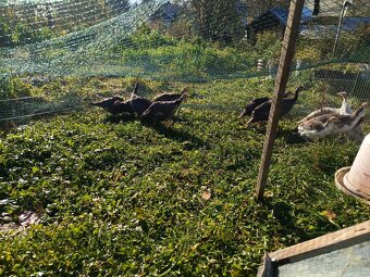 Predám perlicky - 3