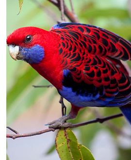 Papagaj Patagonsky-chovné pary predaj - 3