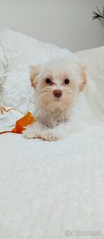 Yorkshire terrier golddust - 3