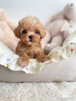 Mini maltipoo - 3